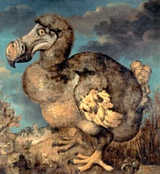 Der Dodo, 1651